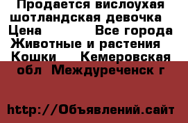 Продается вислоухая шотландская девочка › Цена ­ 8 500 - Все города Животные и растения » Кошки   . Кемеровская обл.,Междуреченск г.